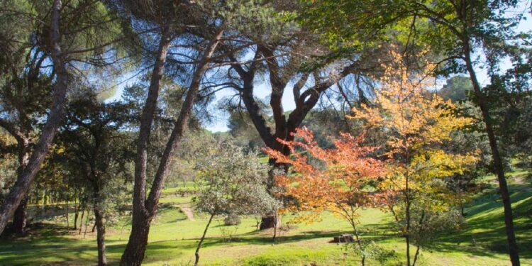Majadahonda celebra el ‘Día del Medio Ambiente’ con rutas guiadas y talleres prácticos en el Monte del Pilar