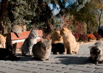 PACMA denuncia al Ayuntamiento de Majadahonda ante el Defensor del Pueblo por su gestión de colonias felinas en espacios privados