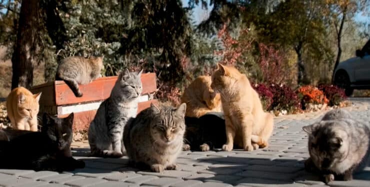 PACMA denuncia al Ayuntamiento de Majadahonda ante el Defensor del Pueblo por su gestión de colonias felinas en espacios privados