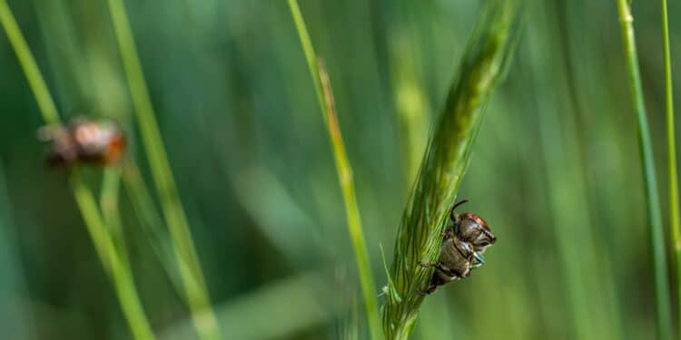 Majadahonda apuesta por las islas de biodiversidad para proteger a los polinizadores y mejorar el entorno urbano